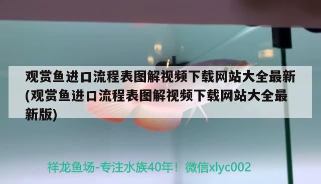拍印尼紅龍魚(yú)圖片大全欣賞圖解（印尼紅龍魚(yú)圖片大全欣賞）