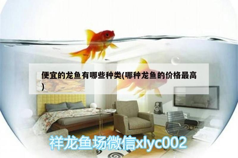 紅龍魚虎魚黑白皇冠魟魚