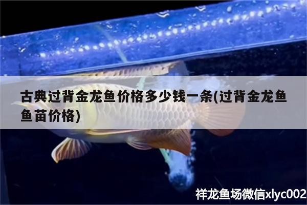 紅龍魚虎魚黑白皇冠魟魚