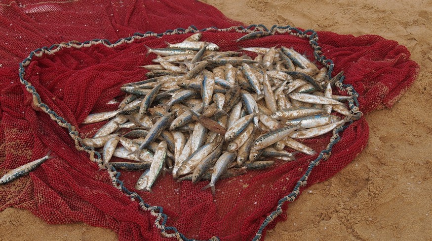 虎魚吃的泥鰍不消毒行嗎？