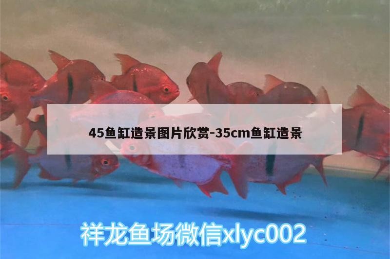 45魚缸造景圖片欣賞:35cm魚缸造景