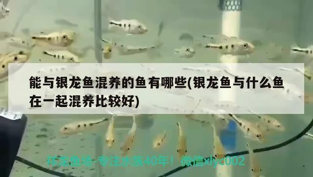 能與銀龍魚混養的魚有哪些(銀龍魚與什么魚在一起混養比較好)