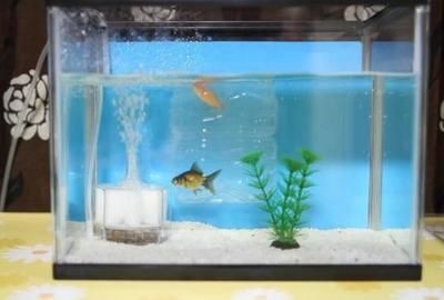才換的魚缸水發(fā)白：魚缸水發(fā)白是由于多種原因?qū)е碌? title=
