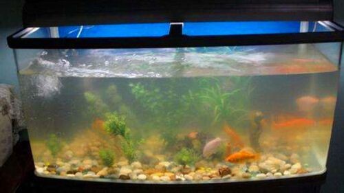 才換的魚缸水發(fā)白：魚缸水發(fā)白是由于多種原因?qū)е碌? title=