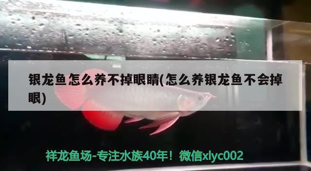 銀龍魚怎么養不掉眼睛(怎么養銀龍魚不會掉眼)