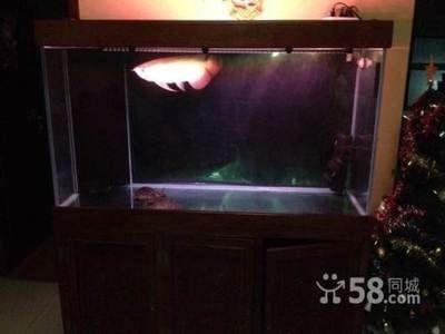 北京魚缸，北京特色魚缸設計欣賞