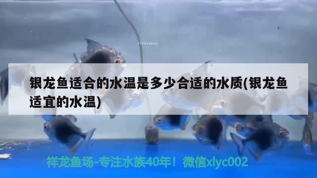 銀龍魚適合的水溫是多少合適的水質(銀龍魚適宜的水溫)