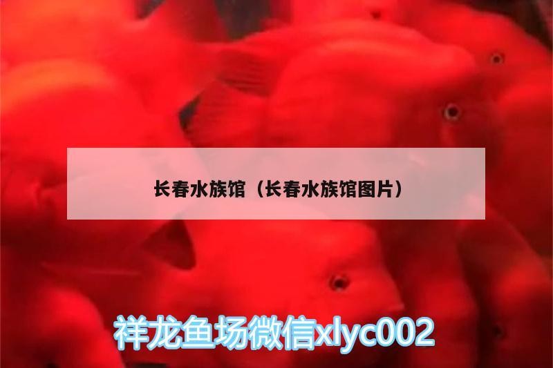 長(zhǎng)春水族館（長(zhǎng)春水族館圖片）
