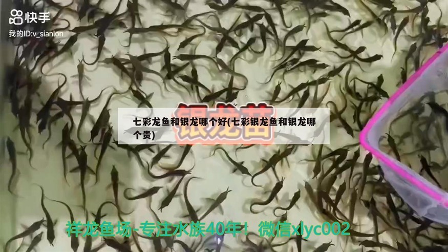 七彩龍魚和銀龍哪個(gè)好(七彩銀龍魚和銀龍哪個(gè)貴)