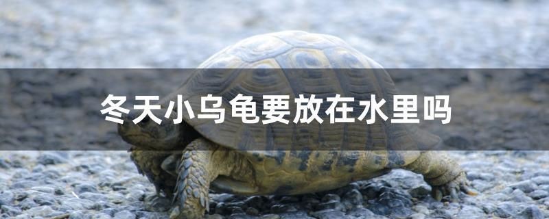冬天小烏龜要放在水里嗎
