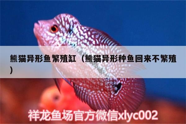 熊貓異形魚繁殖缸（熊貓異形種魚回來不繁殖）