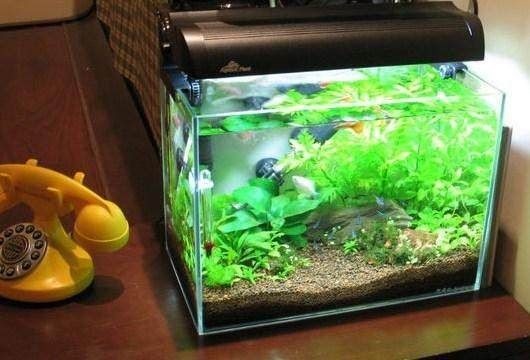 魚缸買二手有忌諱嗎，二手魚缸風(fēng)水禁忌科學(xué)解釋如何正確清潔二手魚缸購買注意事項(xiàng)