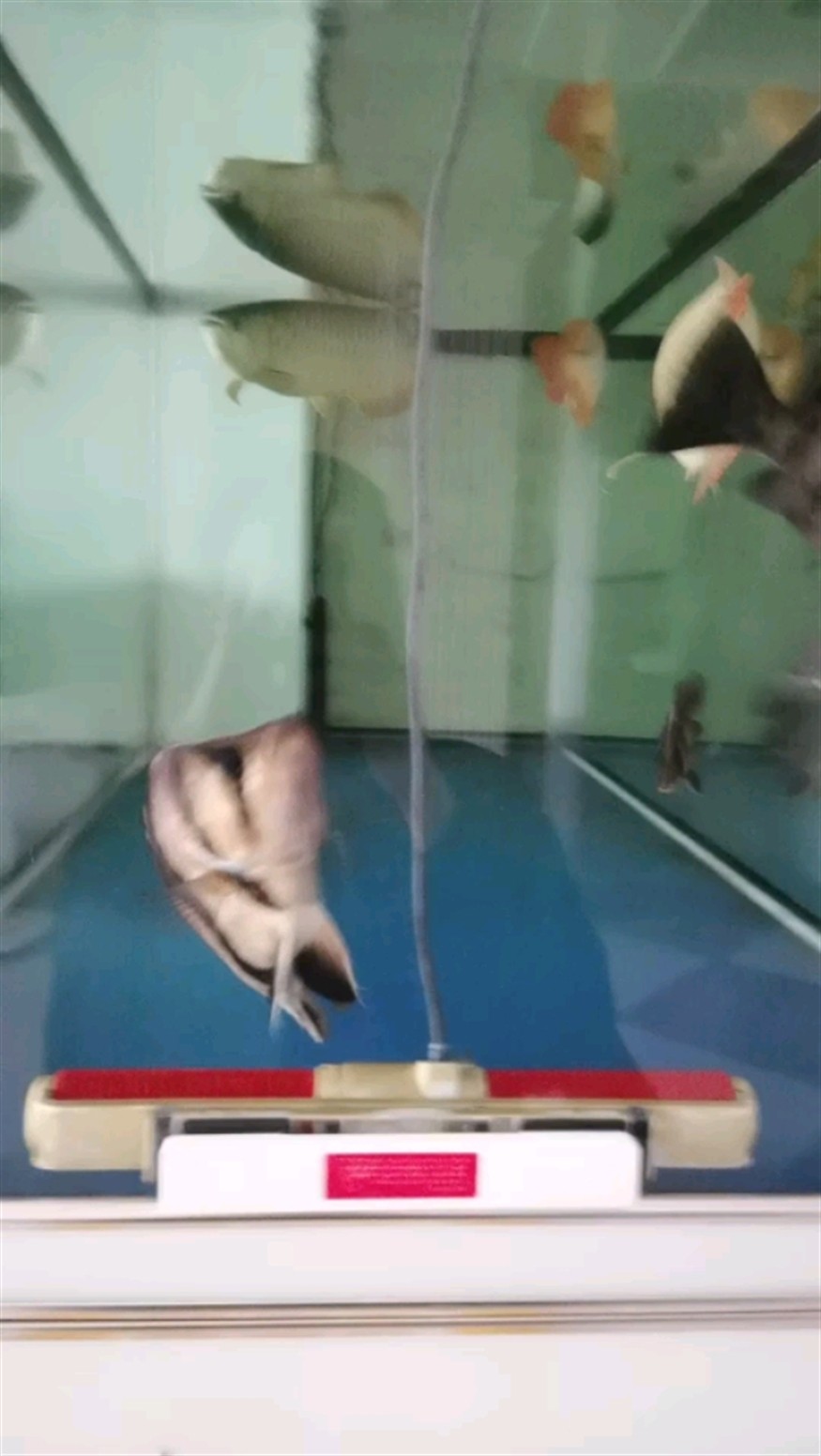 愛吃魚食的小虎