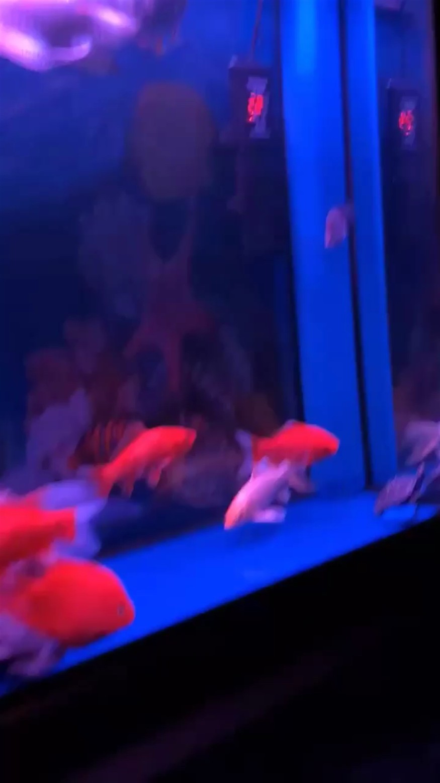 新添練手小虎魚 新添練手小虎魚 虎魚百科 第1張