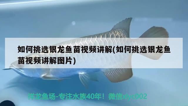 如何挑選銀龍魚苗視頻講解(如何挑選銀龍魚苗視頻講解圖片)