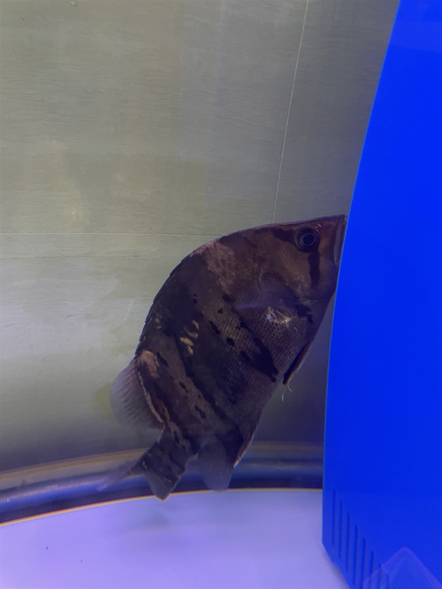 虎魚變黑了怎么辦？