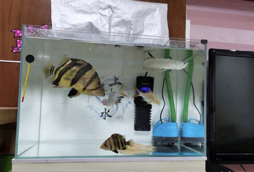虎魚變黑了怎么辦？