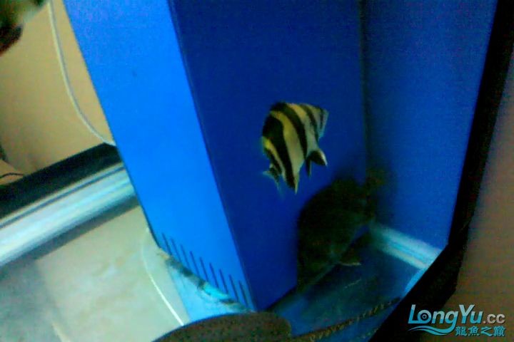 虎魚(yú)下鹽之我見(jiàn)(有圖對(duì)比)