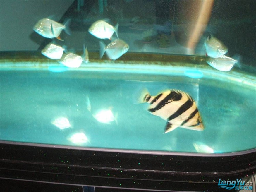 虎魚(yú)下鹽之我見(jiàn)(有圖對(duì)比)