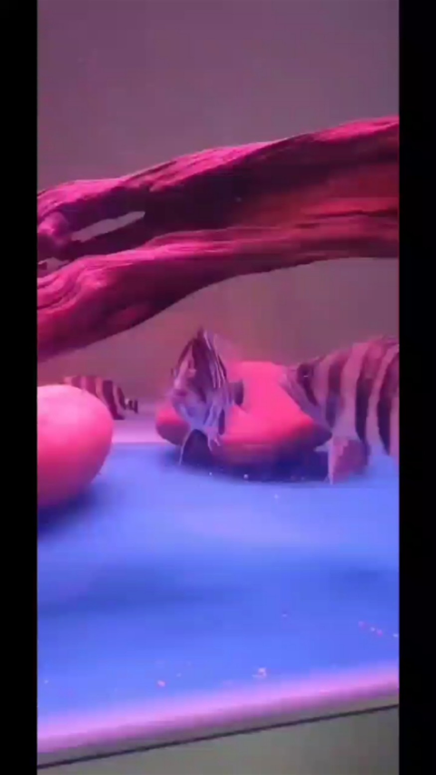 記錄虎魚和諧的一刻