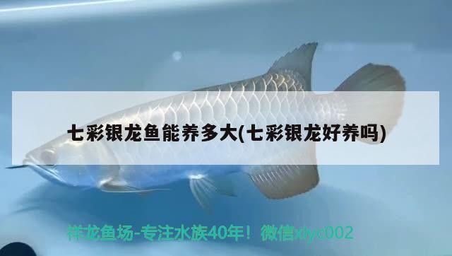 七彩銀龍魚能養多大(七彩銀龍好養嗎)
