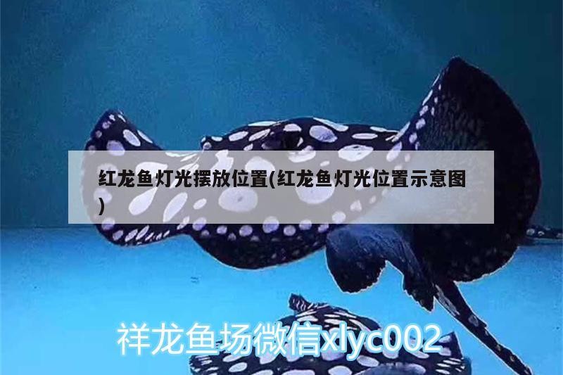 紅龍魚燈光擺放位置(紅龍魚燈光位置示意圖)