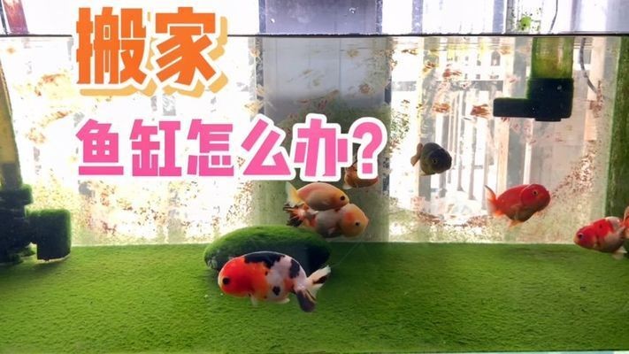 大型魚缸怎么搬出去：大型魚缸如何搬運？