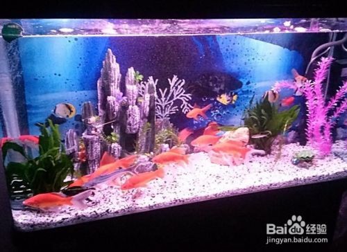 大型魚缸怎么搬出去：大型魚缸如何搬運？