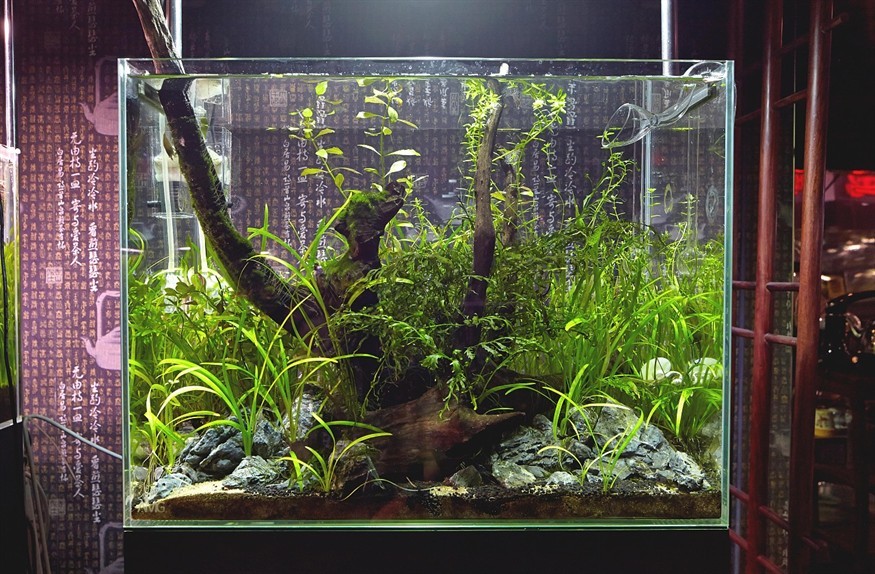 陽谷縣博濟橋辦事處柴莊步行街偉利森森水族店（陽谷森森水族柴莊店聯系電話）
