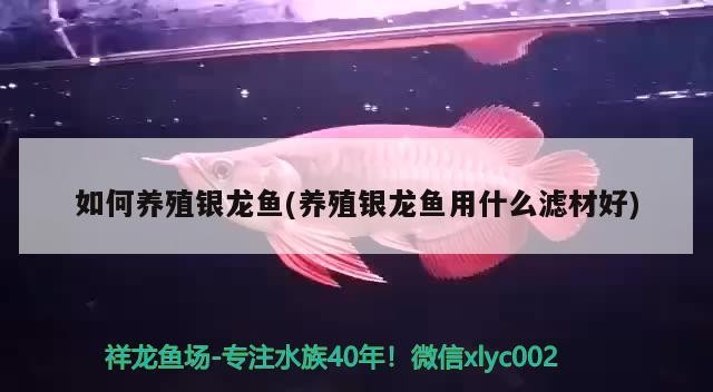 如何養殖銀龍魚(養殖銀龍魚用什么濾材好)