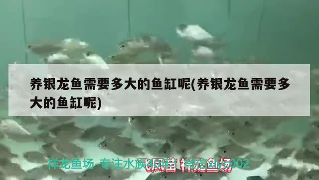 養銀龍魚需要多大的魚缸呢(養銀龍魚需要多大的魚缸呢)