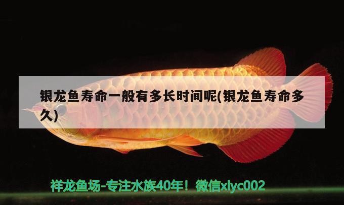 銀龍魚壽命一般有多長時(shí)間呢(銀龍魚壽命多久) 銀龍魚壽命一般有多長時(shí)間呢(銀龍魚壽命多久) 銀龍魚百科