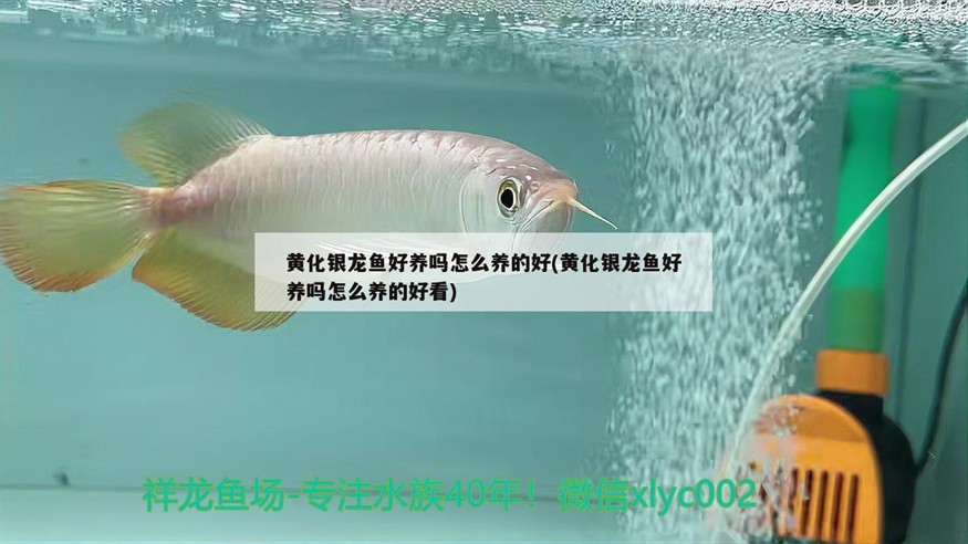黃化銀龍魚好養嗎怎么養的好(黃化銀龍魚好養嗎怎么養的好看)