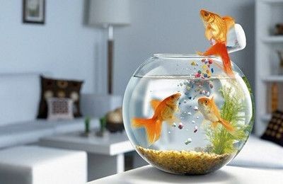 風水學中的魚缸布局：放魚缸的位置在風水學中可以影響一個人的運勢和財運