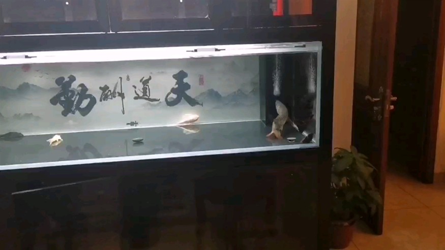 如何讓虎魚變明