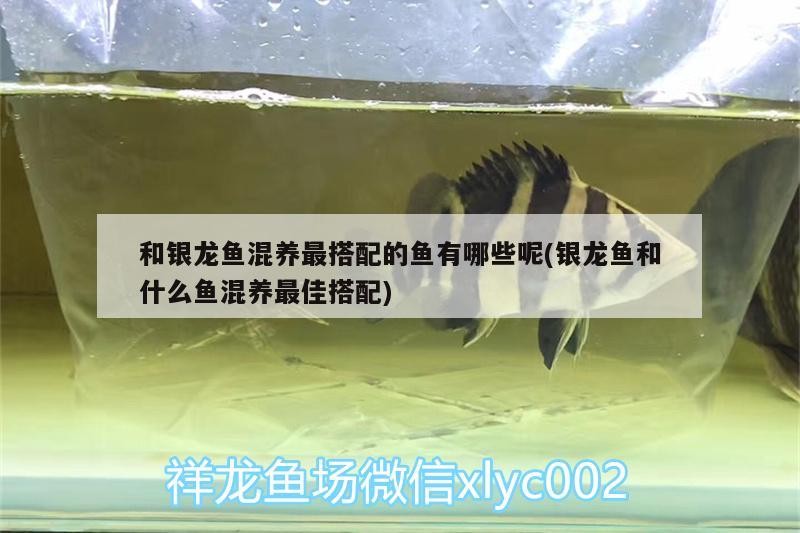 和銀龍魚混養最搭配的魚有哪些呢(銀龍魚和什么魚混養最佳搭配)