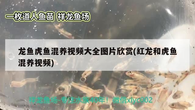 龍魚虎魚混養(yǎng)視頻大全圖片欣賞(紅龍和虎魚混養(yǎng)視頻)