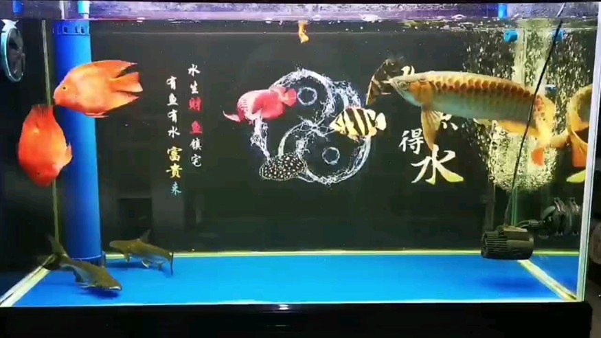 換完背景虎魚都跑出來浪了