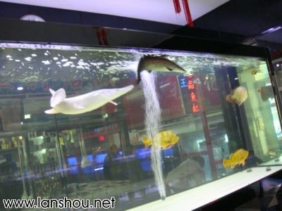白化火箭與勇多大的魚缸養：白化火箭是一種大型淡水魚類，需要足夠大的缸體來飼養