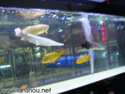 白化火箭與勇多大的魚缸養：白化火箭是一種大型淡水魚類，需要足夠大的缸體來飼養
