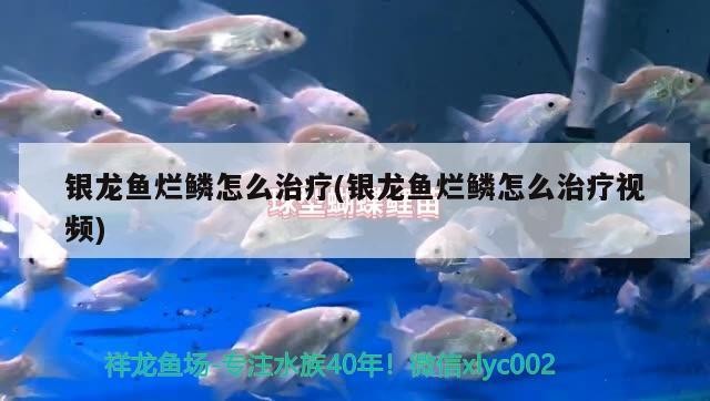 銀龍魚爛鱗怎么治療(銀龍魚爛鱗怎么治療視頻)