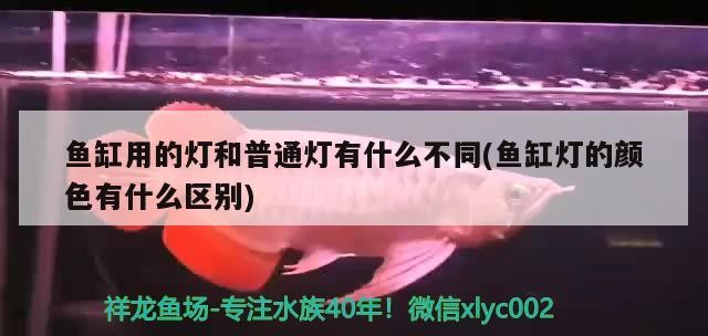 虎魚凸眼蒙眼