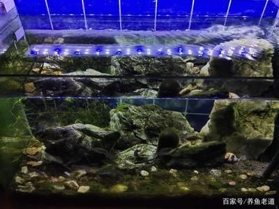 柜式魚缸過濾器的選擇和擺放順序是從上到下到下：柜式魚缸過濾器的選擇