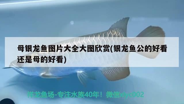 母銀龍魚圖片大全大圖欣賞(銀龍魚公的好看還是母的好看)