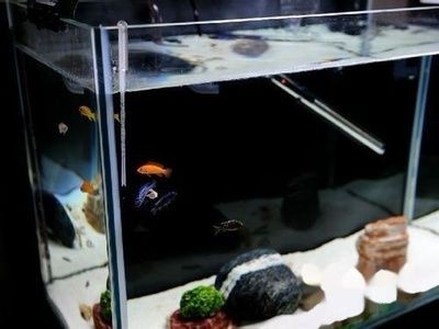 1.2米魚缸適合養(yǎng)什么熱帶魚