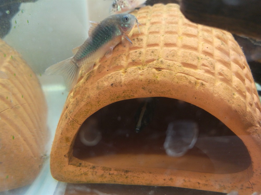 10塊買的雜紋虎魚