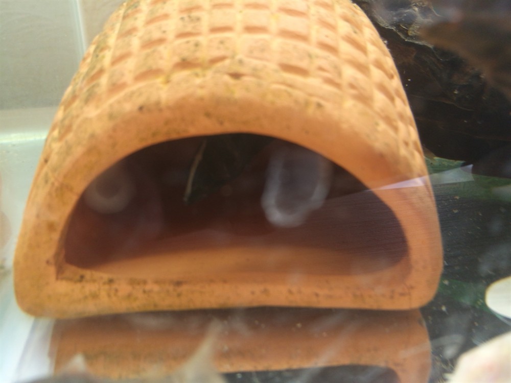 10塊買的雜紋虎魚