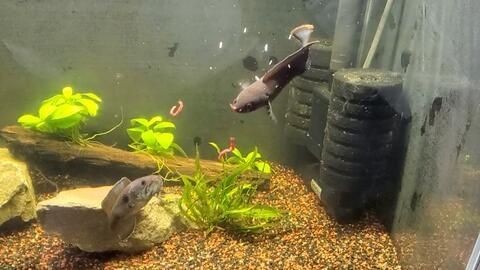 奶茶雷龍魚苗難養(yǎng)嗎
