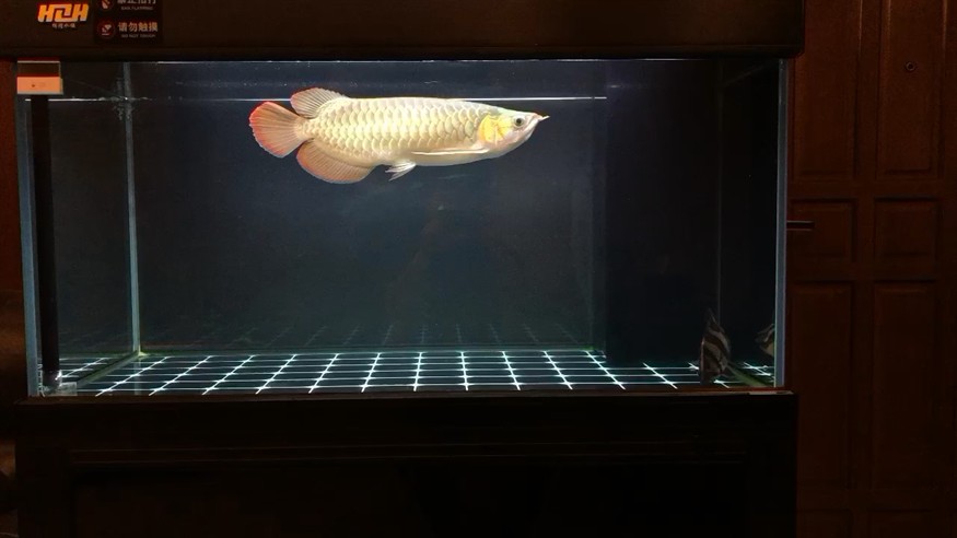 誰說我的虎魚不明的？