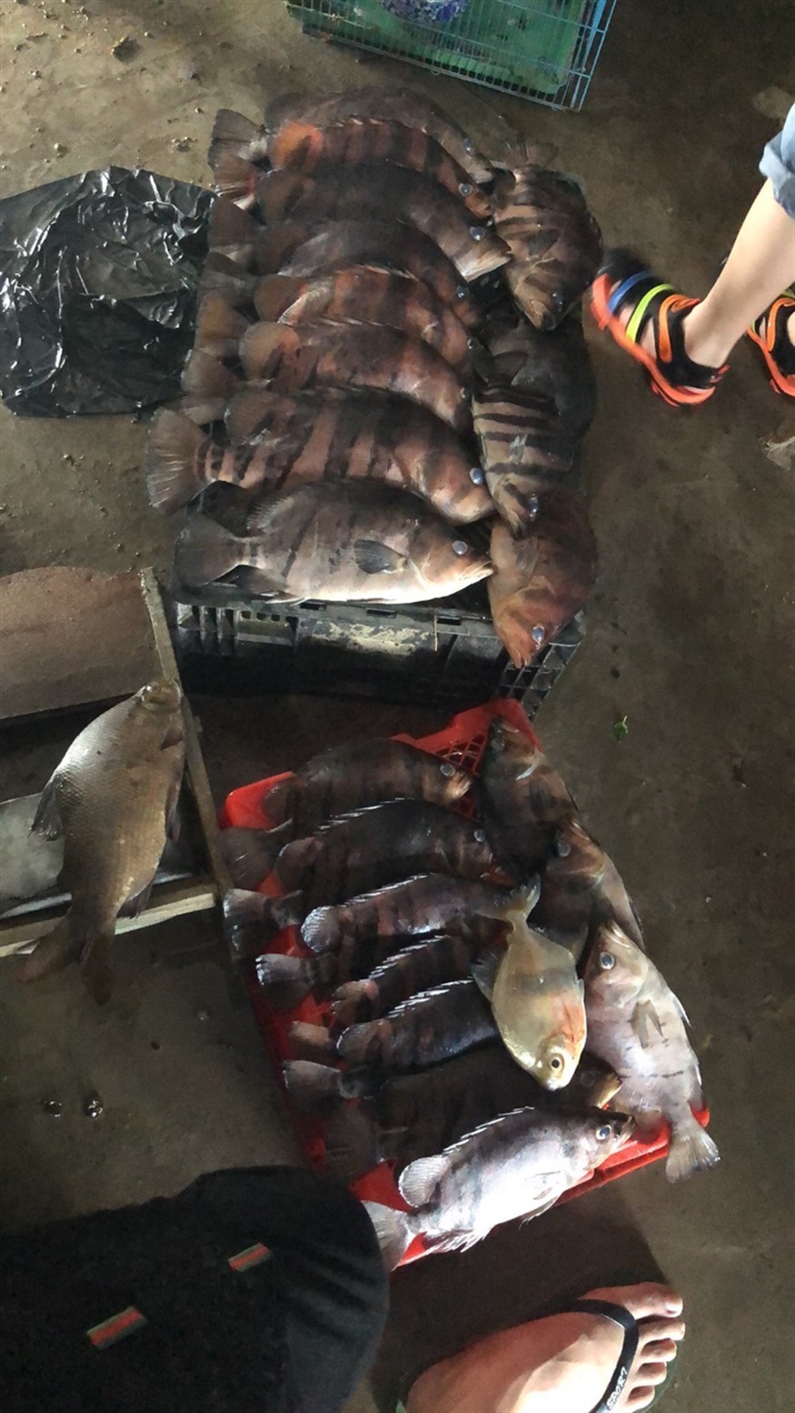 一夜死了二十多條大虎魚